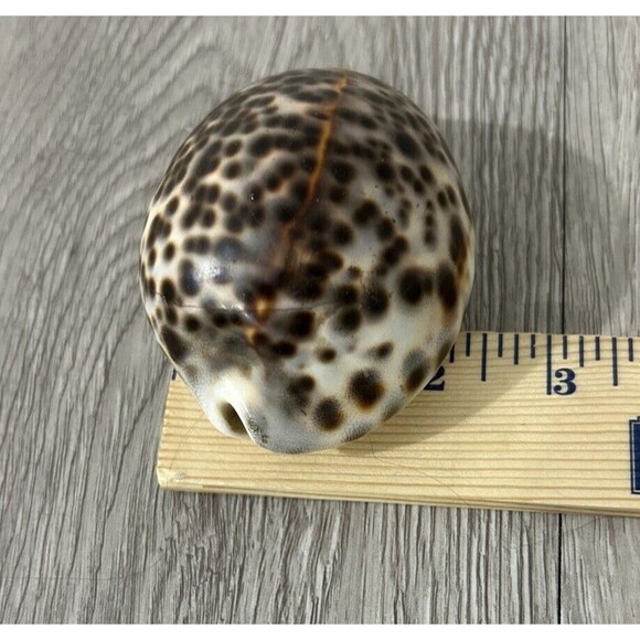 Cypraea Tigris Shell Spotted Seashell Beach Ocean Decor - Picture 7 of 7